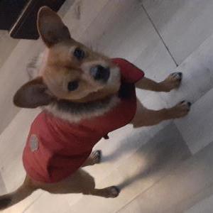 Lost Dog Little bear