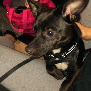 Lost Dog Monster