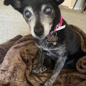 Found Dog Unknown
