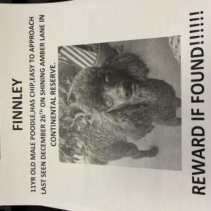 2nd Image of Finnley, Lost Dog