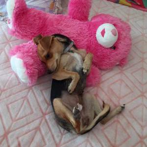 Lost Dog Cocoa