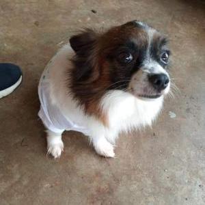 Lost Dog PINTO