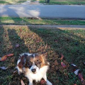 2nd Image of PINTO, Lost Dog