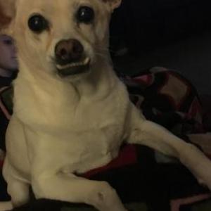 Lost Dog Ellie