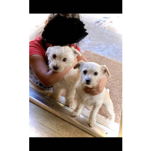 Lost Dog Hulky & pachon