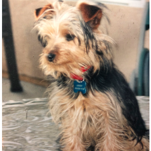 Lost Dog Speedy