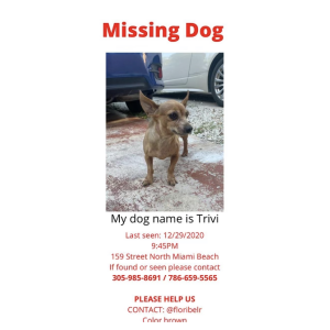 Lost Dog Trivi