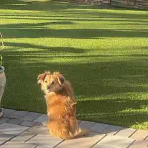 Found Dog Unknown