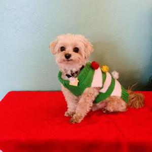 Lost Dog Charlie