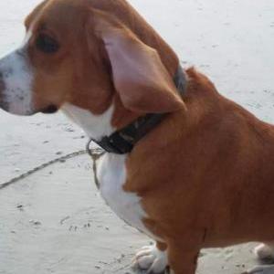 Lost Dog Scout