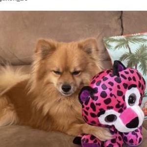 Lost Dog Chai