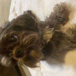 Found Dog Unknown