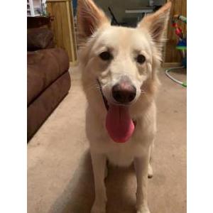 Lost Dog Dutchess