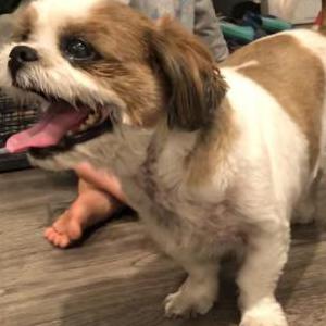 Found Dog Unknown
