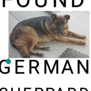 Found Dog Unknown