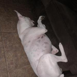 Lost Dog Kaleesie