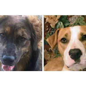 Lost Dog Monkee & Other