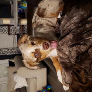 Lost Dog Marley