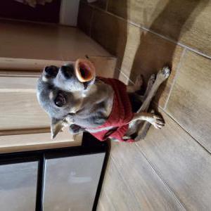 Lost Dog Fifi