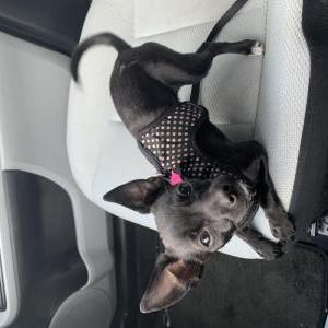 Found Dog Unknown