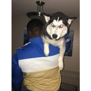 Lost Dog Aiko