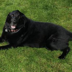 Lost Dog Jake