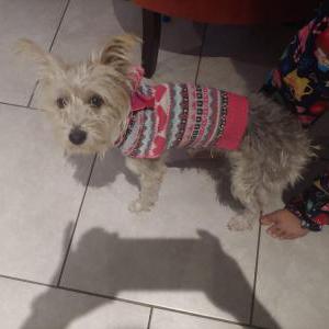 Lost Dog Bom Bon
