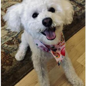 Lost Dog Oreo