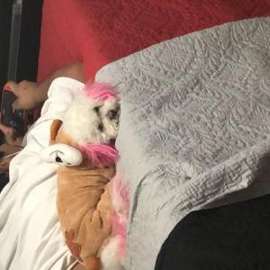 Lost Dog Heidi known by pulga