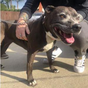 Found Dog Delilah
