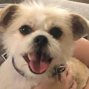 Lost Dog Chloe