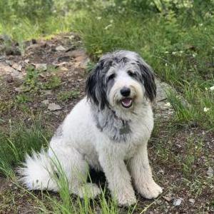 Lost Dog Bella