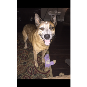 Lost Dog Bandit