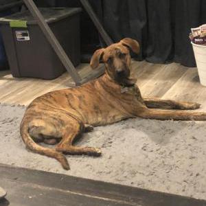 Lost Dog Jett