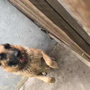 Lost Dog Matson