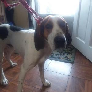 Found Dog Lost Dog