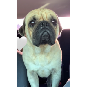 Found Dog Unknown