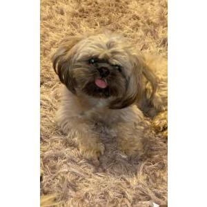 Lost Dog Jack