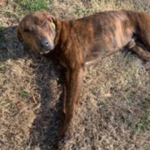 Found Dog Unknown