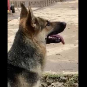 Lost Dog Katy