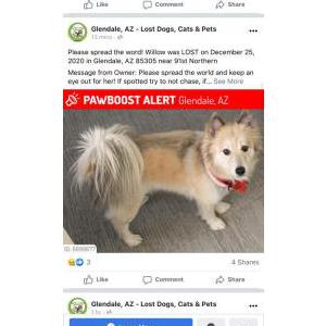Lost Dog Willow