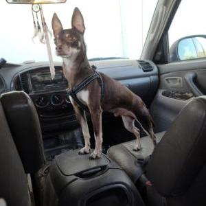 Found Dog Unknown