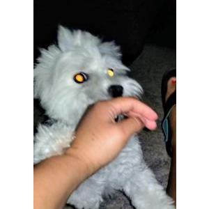 Lost Dog Snow