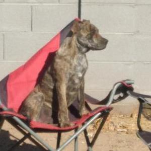 Lost Dog King