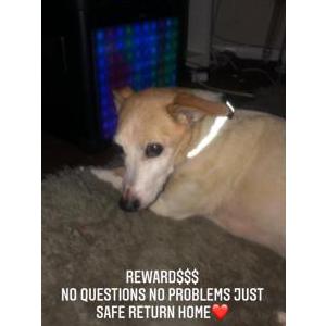 Lost Dog Rudy