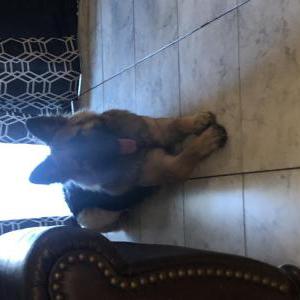 Found Dog Unknown