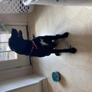 Found Dog unknown