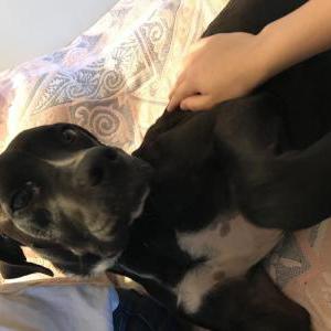 Found Dog Unknown