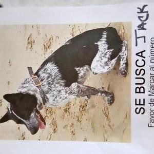 Lost Dog Jack