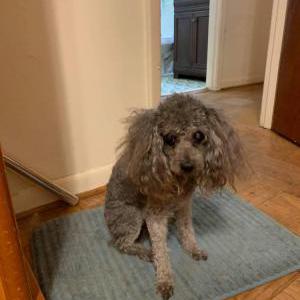 Lost Dog Lexi